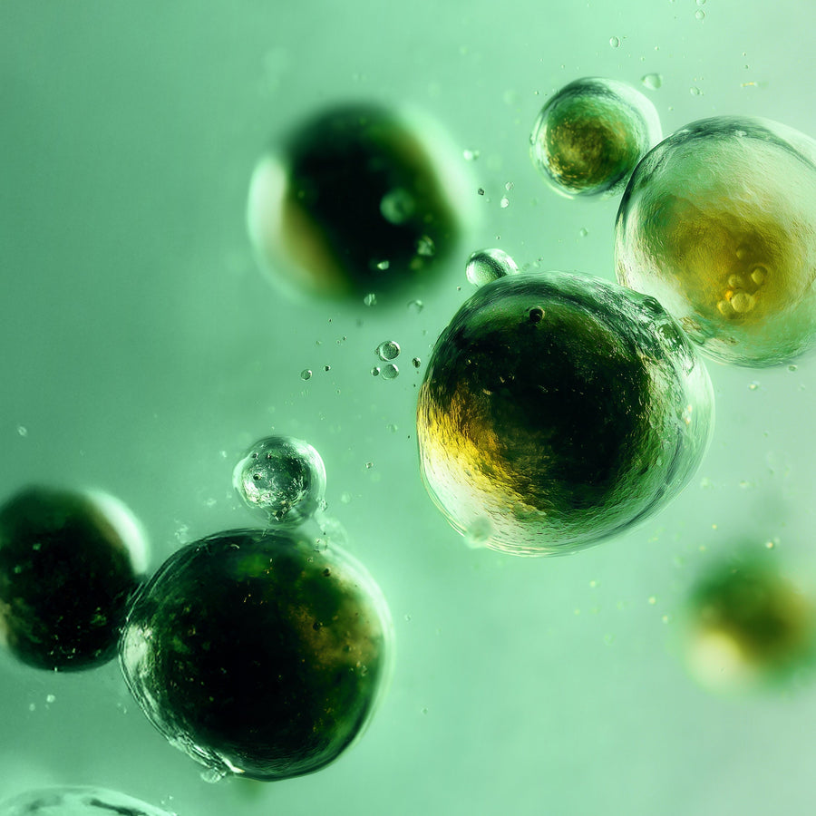 Main header image for article "LOOK WHO’S TALKING: CELLULAR COMMUNICATION"